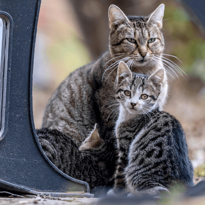 Two tabby cats sitting close together