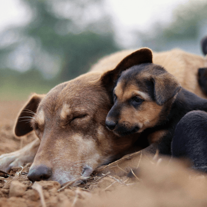 Two dogs lying on the ground